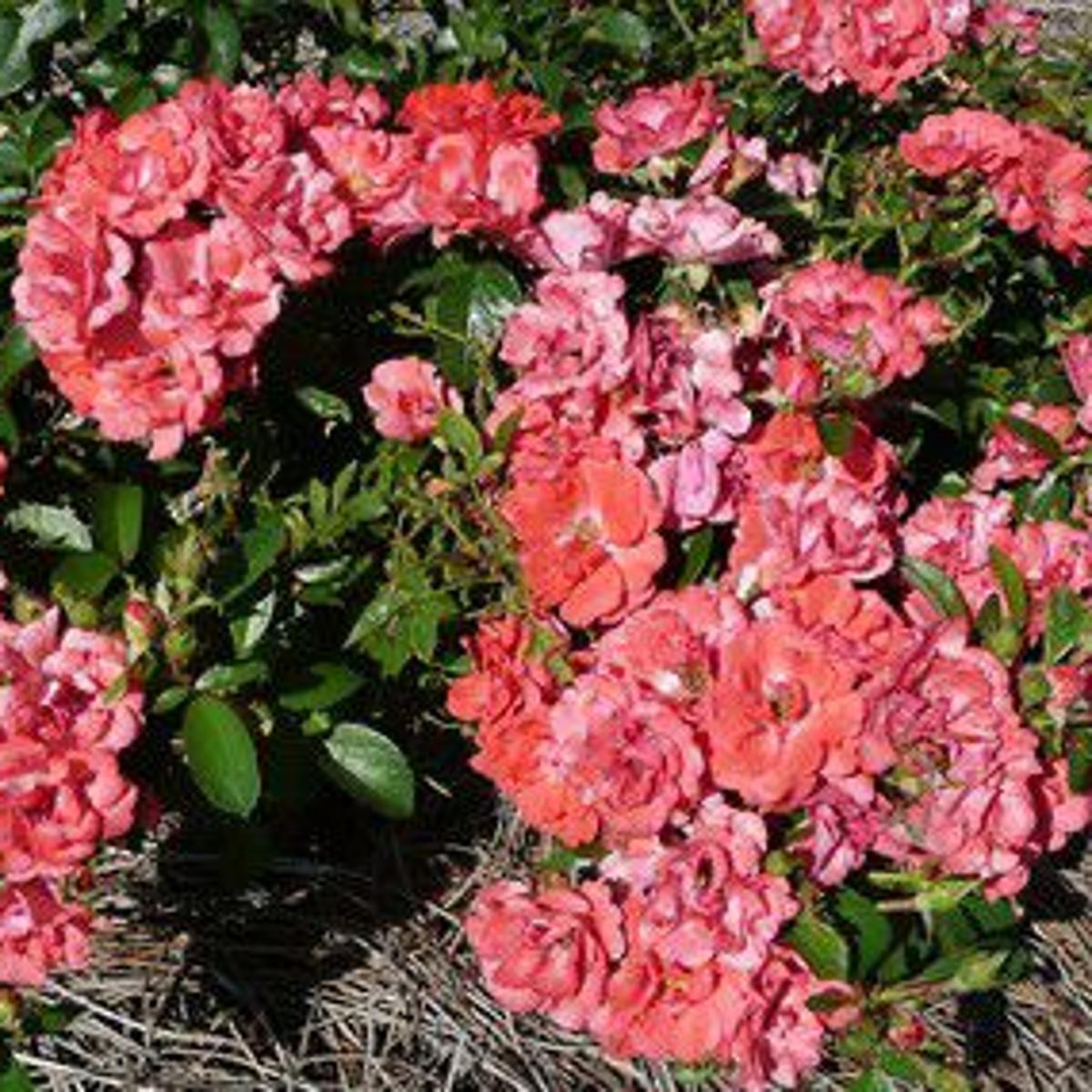 Drift Roses Are Low Maintenance Disease Resistant And Produce An Abundance Of Flowers Home Garden Nola Com