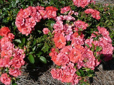 Drift Roses Are Low Maintenance Disease Resistant And Produce An Abundance Of Flowers Home Garden Nola Com