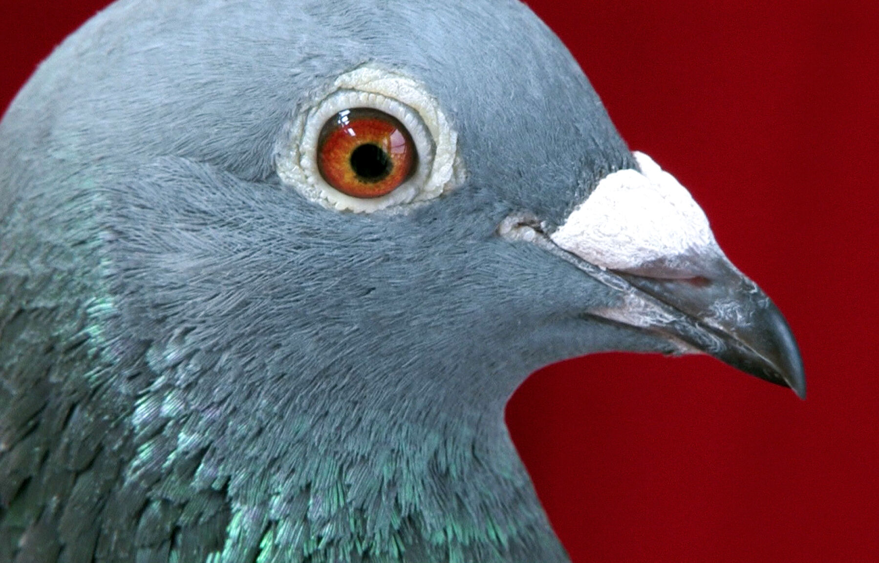 『The Pigeon』 665282c710bc3.image.jpg?resize