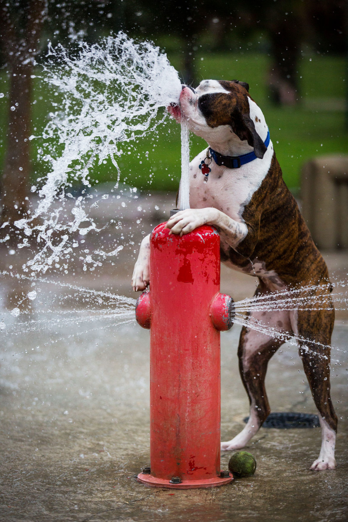 dog's breath stinks all of a sudden