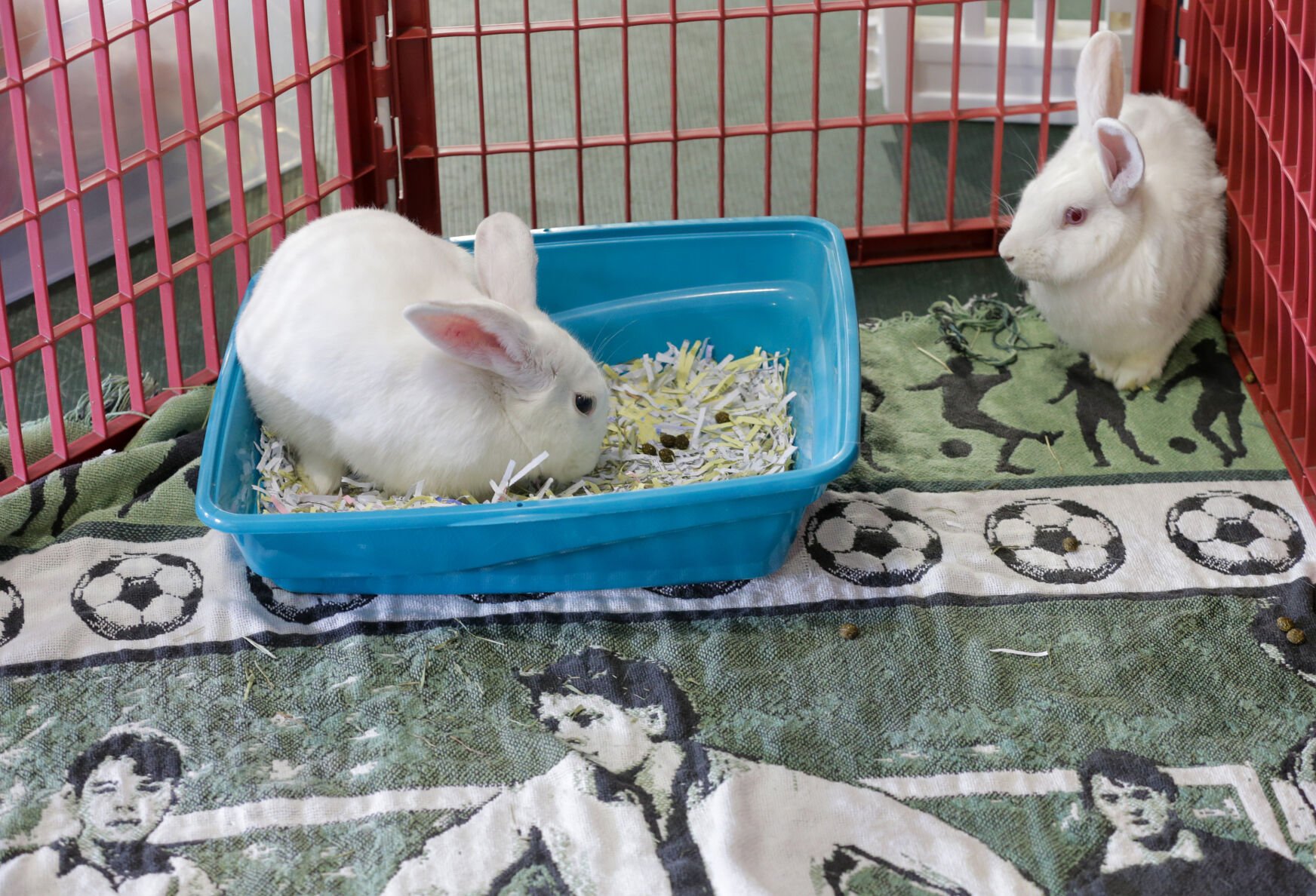 Pets at outlet home rabbit carrier