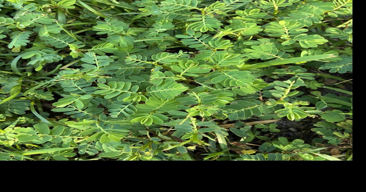 What's the best way to control chamberbitter in Louisiana? See Dan Gill's advice.
