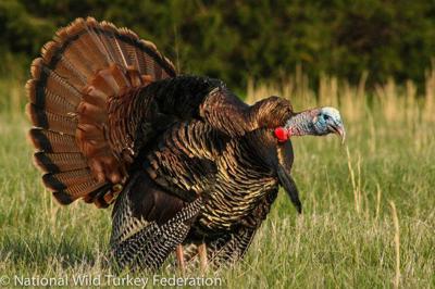 10 fascinating wild turkey facts