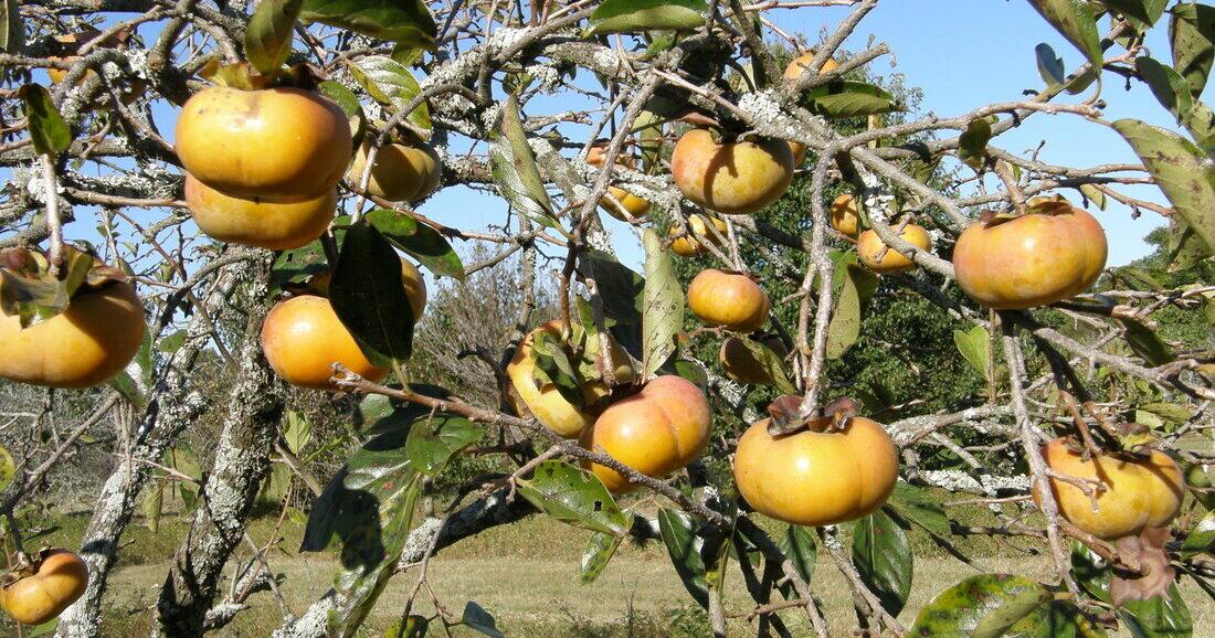 My persimmon tree isn't producing fruit after last year's large harvest. How come?