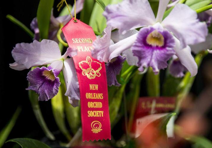 Photos New Orleans Orchid Show News