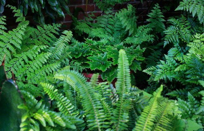 How to grow gorgeous ferns in Louisiana gardens | Home/Garden | nola.com