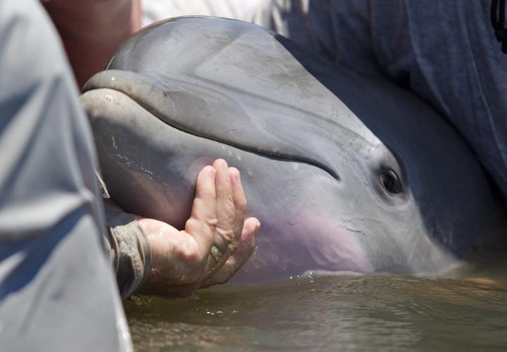 Bottlenose dolphin tested for BP spill effects