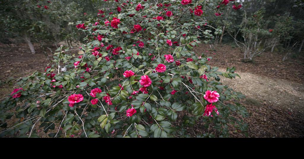 Browning camellia leaves? This may be why Home/Garden