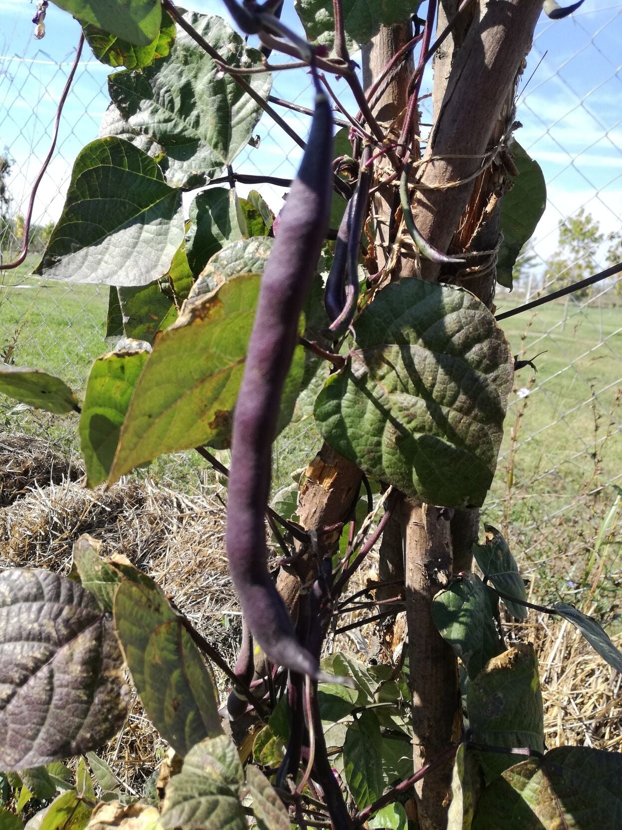 Sitemapcdatahttpsfedykniqoocomalbizia New Purplenull