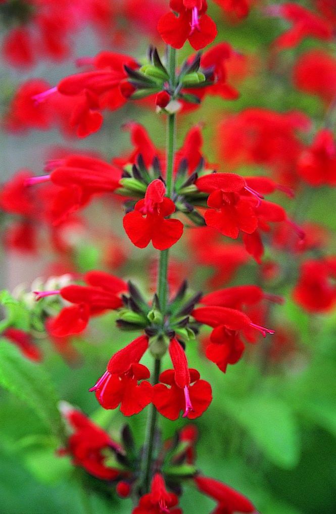 32 plants to attract hummingbirds to your yard | Home/Garden | nola.com