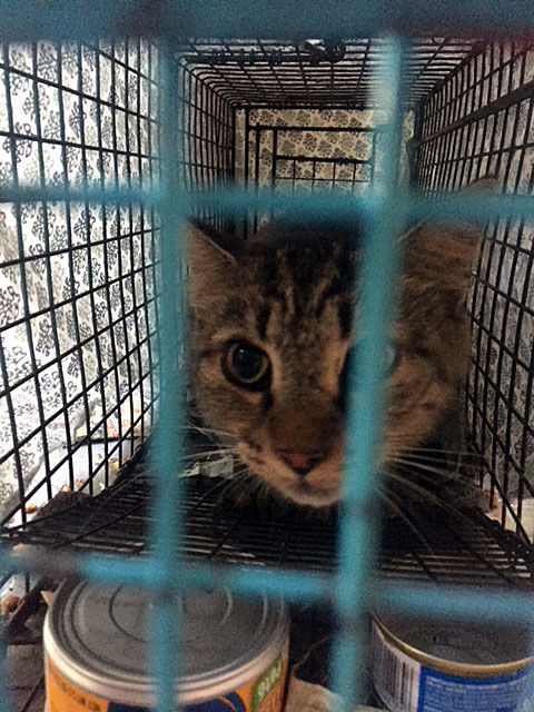 Rochelle responds to controversial post: No euthanasia, but feral cat traps  still available