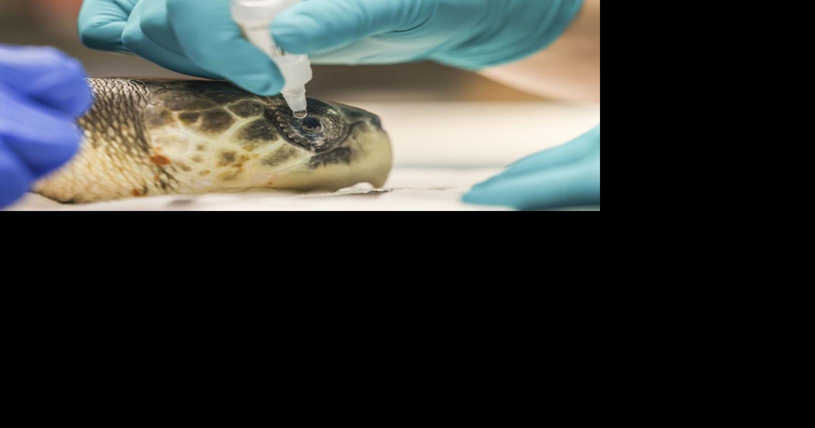 Endangered turtles receiving critical care in New Orleans | Environment ...