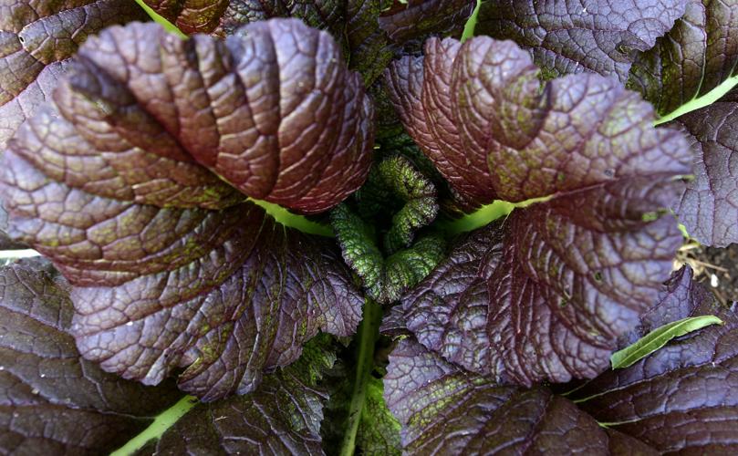 Vegetables to plant in July Home/Garden