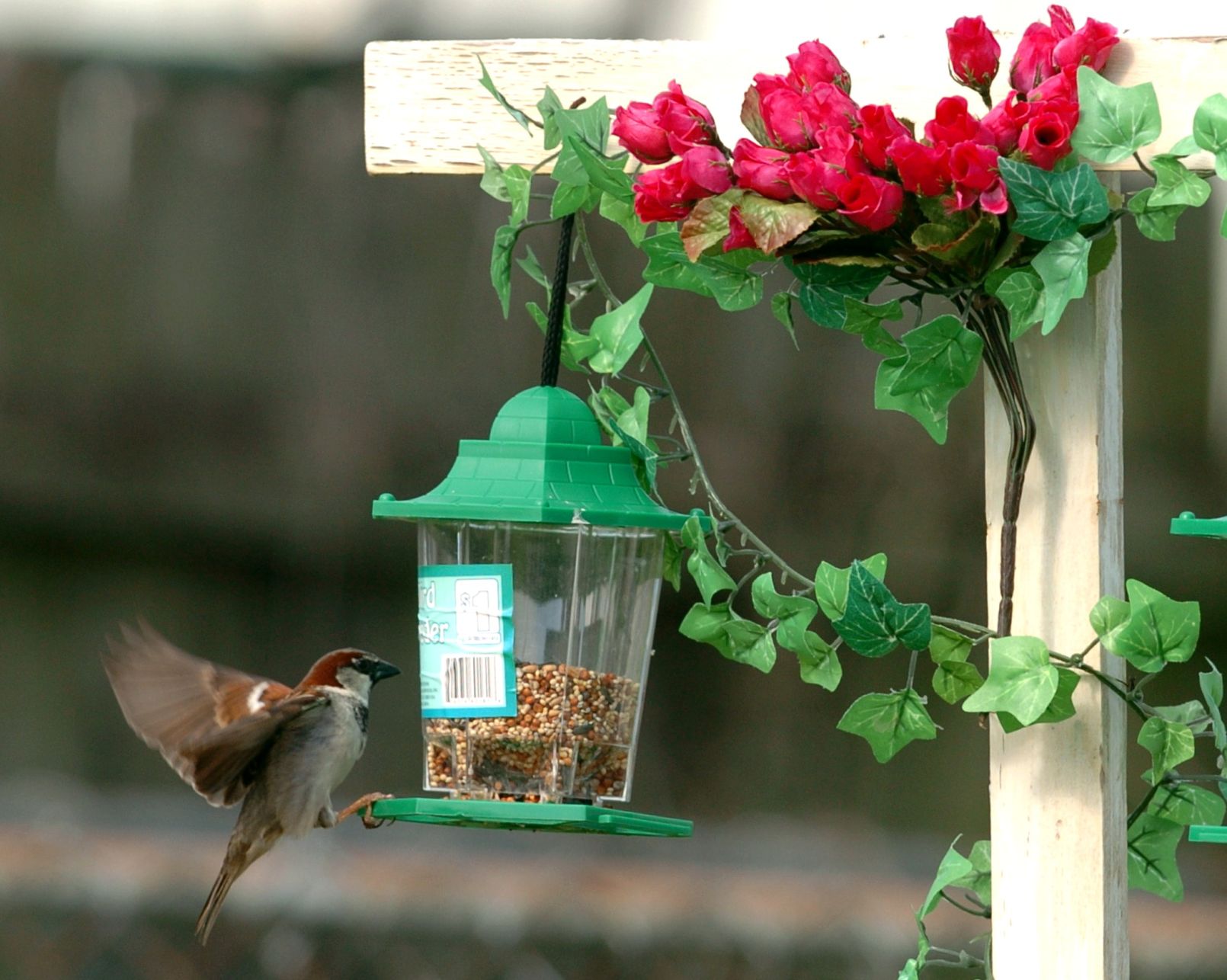 green thumb bird food