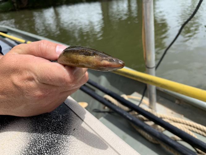 Asian swamp eels could be coming to a bayou near you