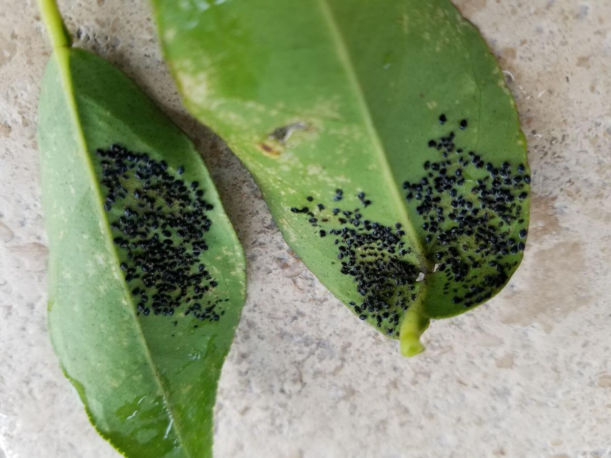 black fungus on citrus trees