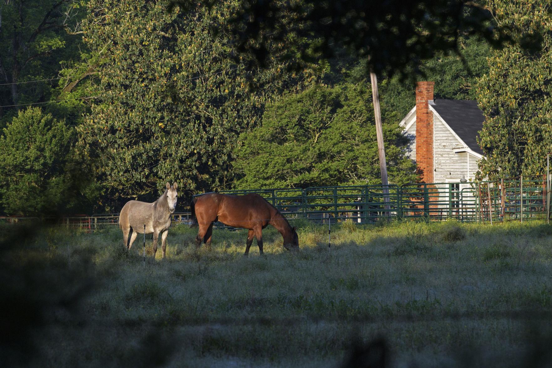 From Louisiana tracks to 'kill pen,' how battle over horse slaughter