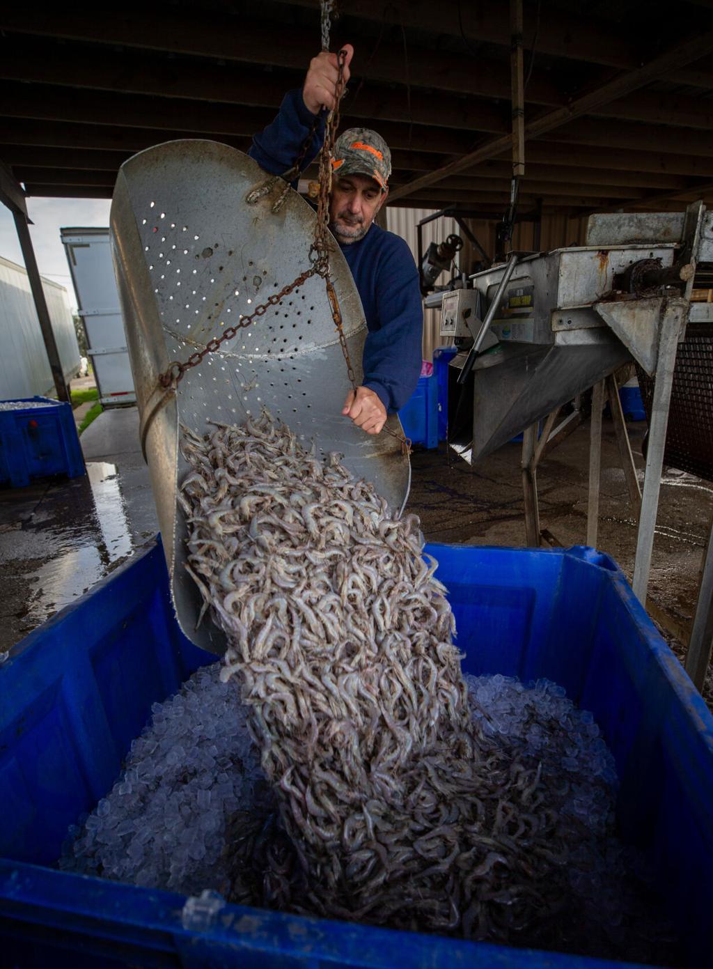 Louisiana shrimpers fear the seafood industry is dying, Business News
