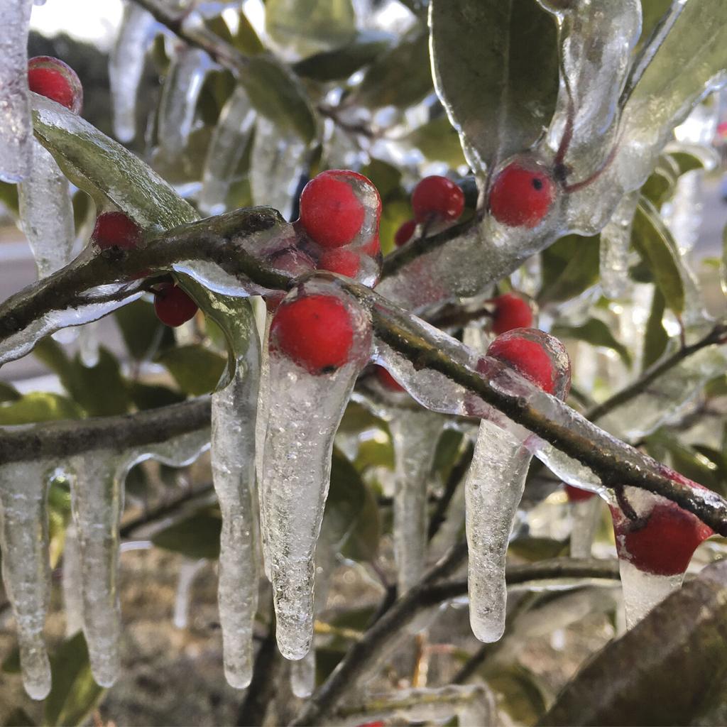What to do for your plants after a freeze passes | Home/Garden | nola.com