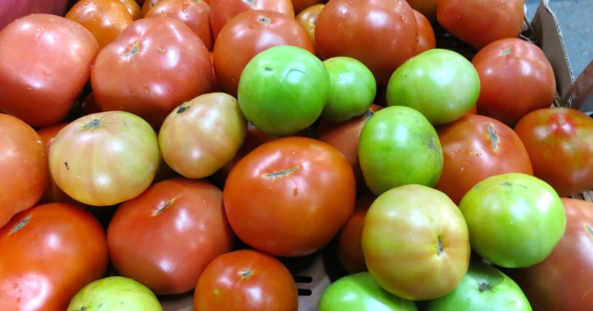 Tomato Festival April 2123 at Chalmette's OLPS school Louisiana Tomato Festival April 2123 at Chalmette's OLPS school Louisiana