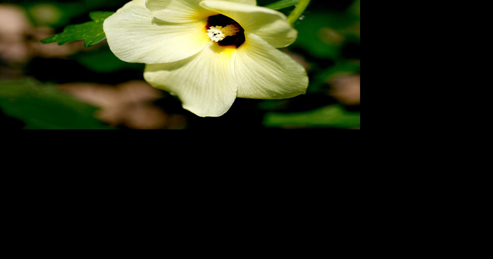What's causing my hibiscus buds to drop off before opening? Dan Gill's