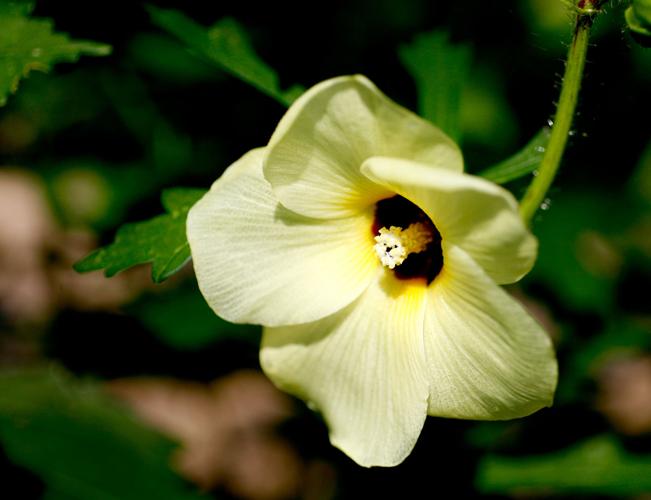 What's causing my hibiscus buds to drop off before opening? Dan Gill's