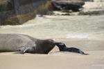 Louisiana couple fined for touching endangered seal during Hawaii honeymoon