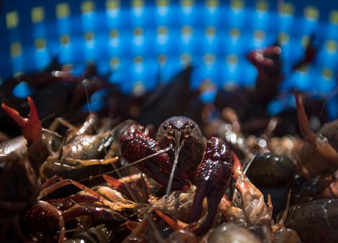 How to boil crawfish Then, turn tails into a second feast Where NOLA