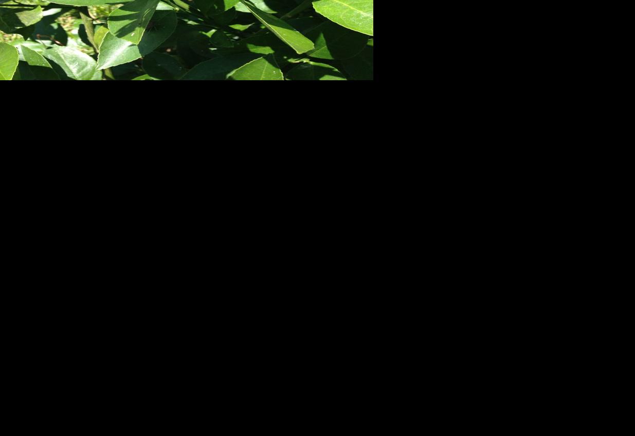 Got citrus? Dan Gill explains problems that may affect your trees and ...