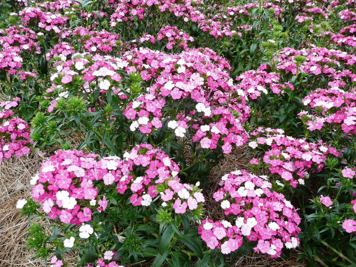 Digging In 7 Louisiana Super Plants To Make Your Fall Garden Pop