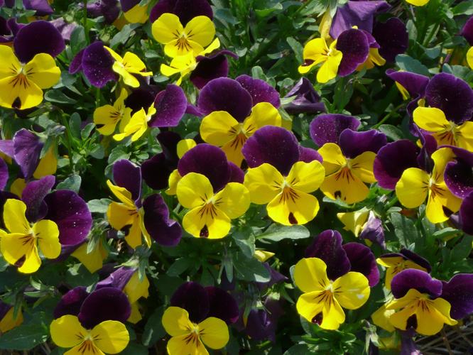 24 great trees, shrubs and bedding plants for boosting curb ...