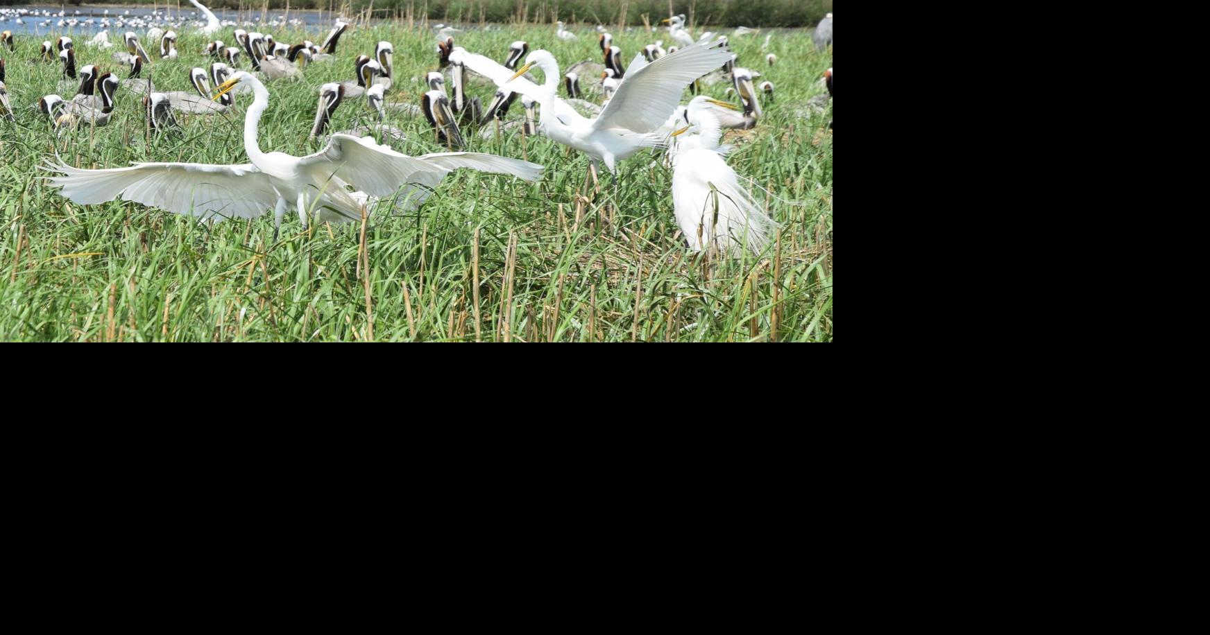 Louisiana's Rabbit Island, eroding home to brown pelicans, gets $15.6 ...