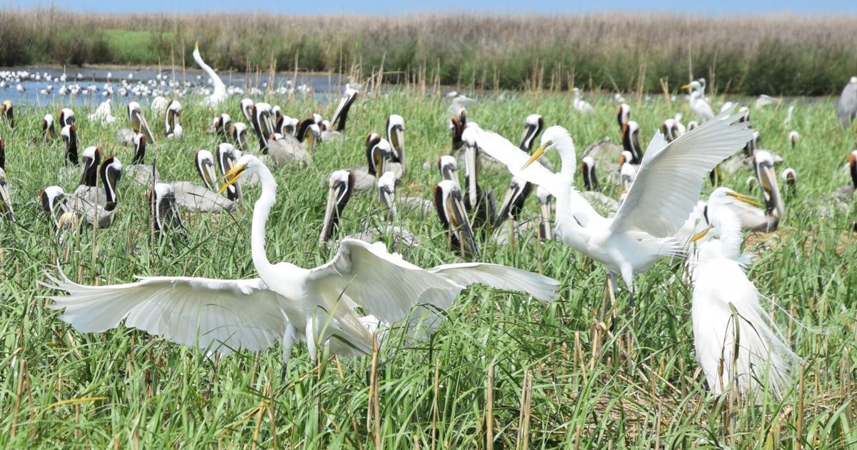Louisiana's Rabbit Island, eroding home to brown pelicans, gets $15.6 ...