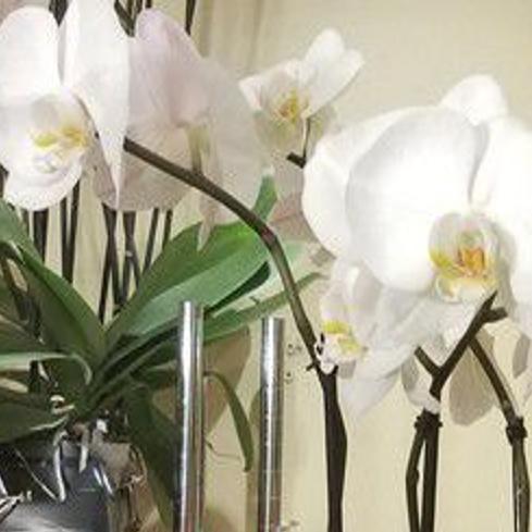 How To Pick The Best Orchids For Interior Design Home Garden Nola Com