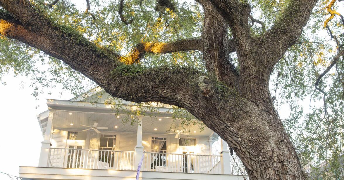 Should I have an exterminator treat my Louisiana oak tree if I suspect termite damage?
