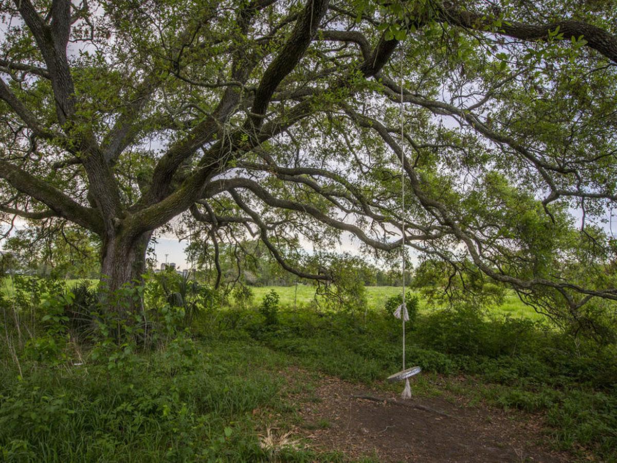 For Healthy Oaks Don T Grind Down Ground Level Roots Instead Add More Soil To Cover Them Home Garden Nola Com For Healthy Oaks Don T Grind Down Ground Level Roots Instead Add More Soil To Cover Them Home Garden Nola Com