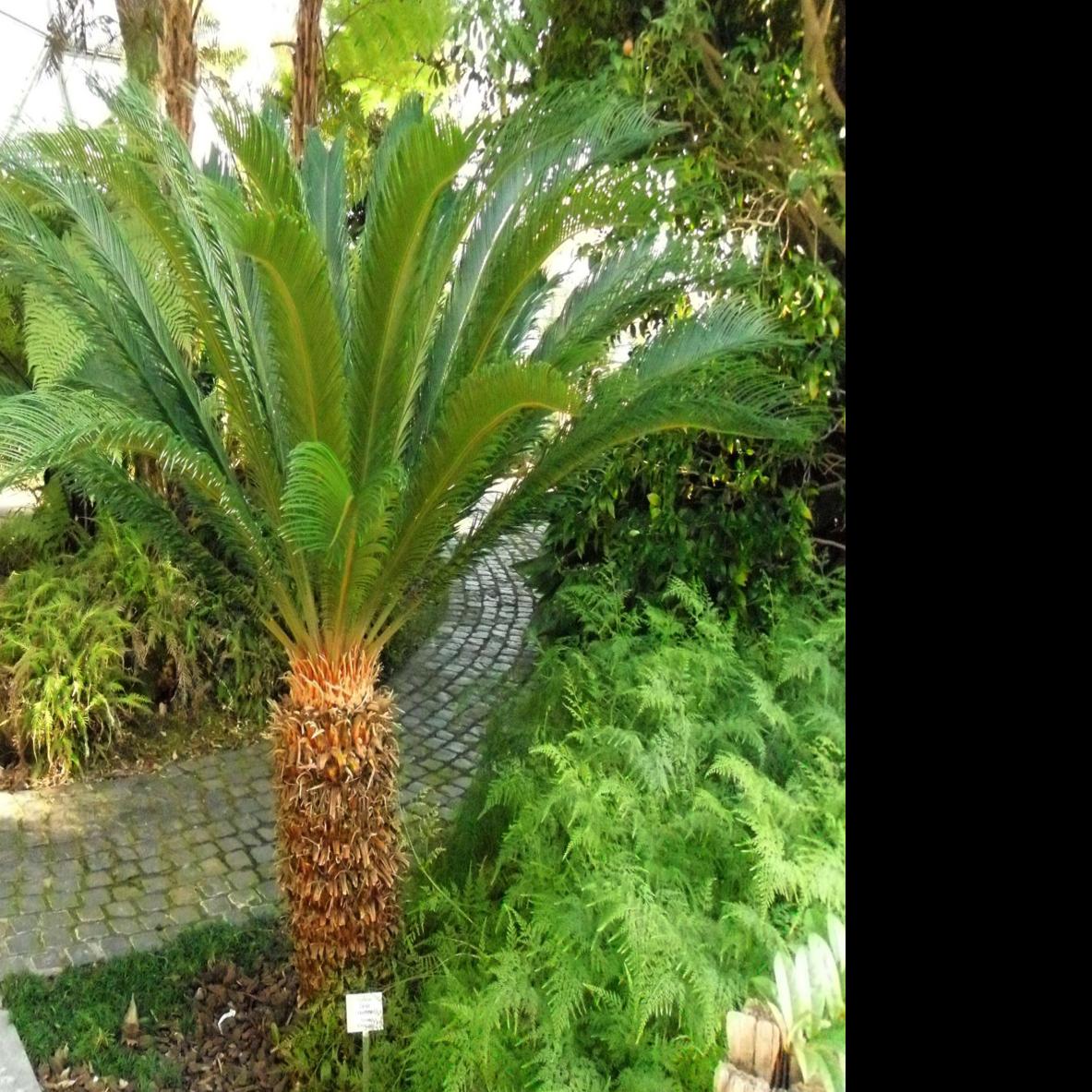 Garden Advice Pruning Sagos Which Aren T Really Palms Is Just For Looks Home Garden Nola Com