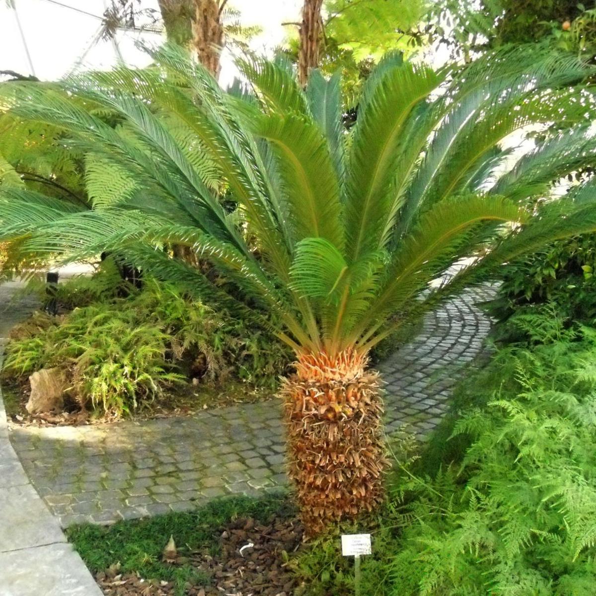 Garden Advice Pruning Sagos Which Aren T Really Palms Is Just For Looks Home Garden Nola Com Garden Advice Pruning Sagos Which Aren T Really Palms Is Just For Looks Home Garden Nola Com