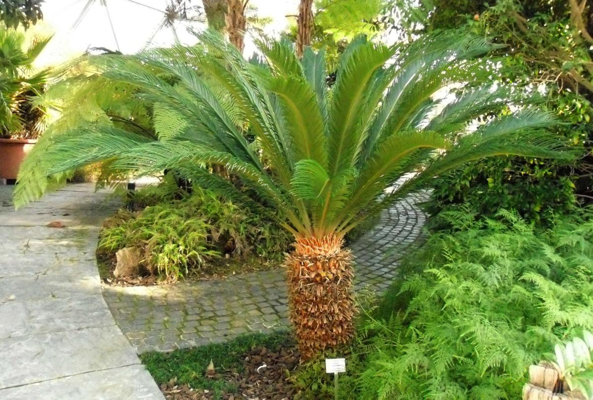 Sago palms are deadly to pets See symptoms of poisoning and list of