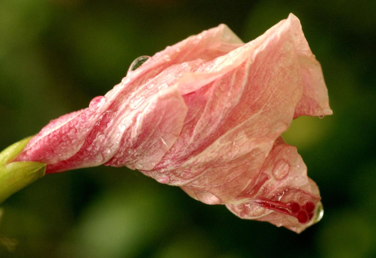 How To Plant Prune And Fertilizer Hibiscus Plants For An Optimal