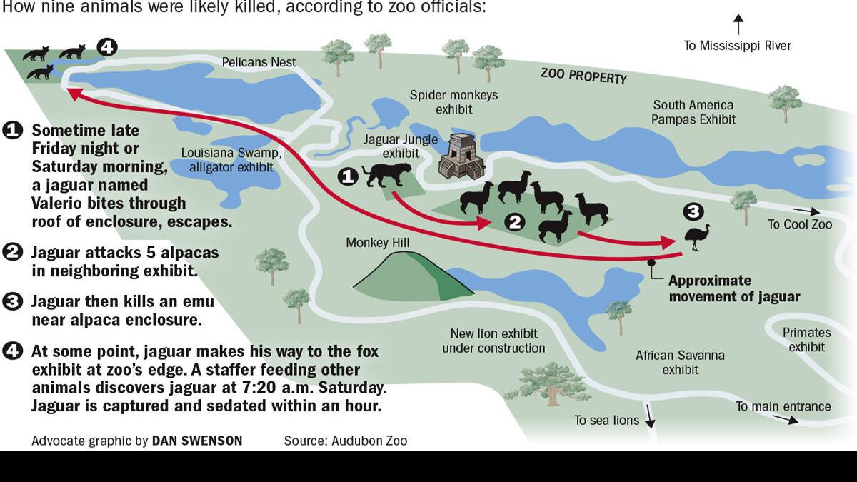 Map Of Audubon Zoo Valerio's Deadly Path: Examining Audubon Zoo's Layout, How Far Escaped  Jaguar Traveled, New Details | News | Nola.com