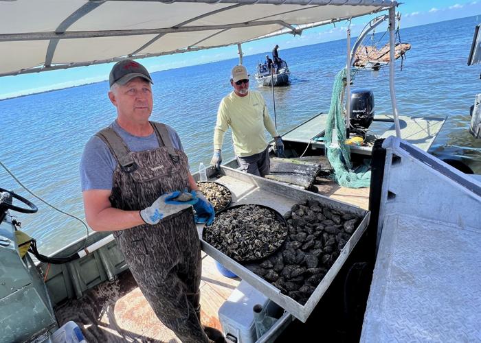 Grand Isle now a growing hub for specialty Louisiana oysters Where