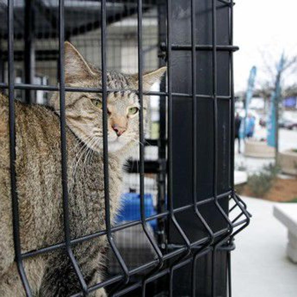 Community Cats Aren T A Disaster But Need To Be Managed