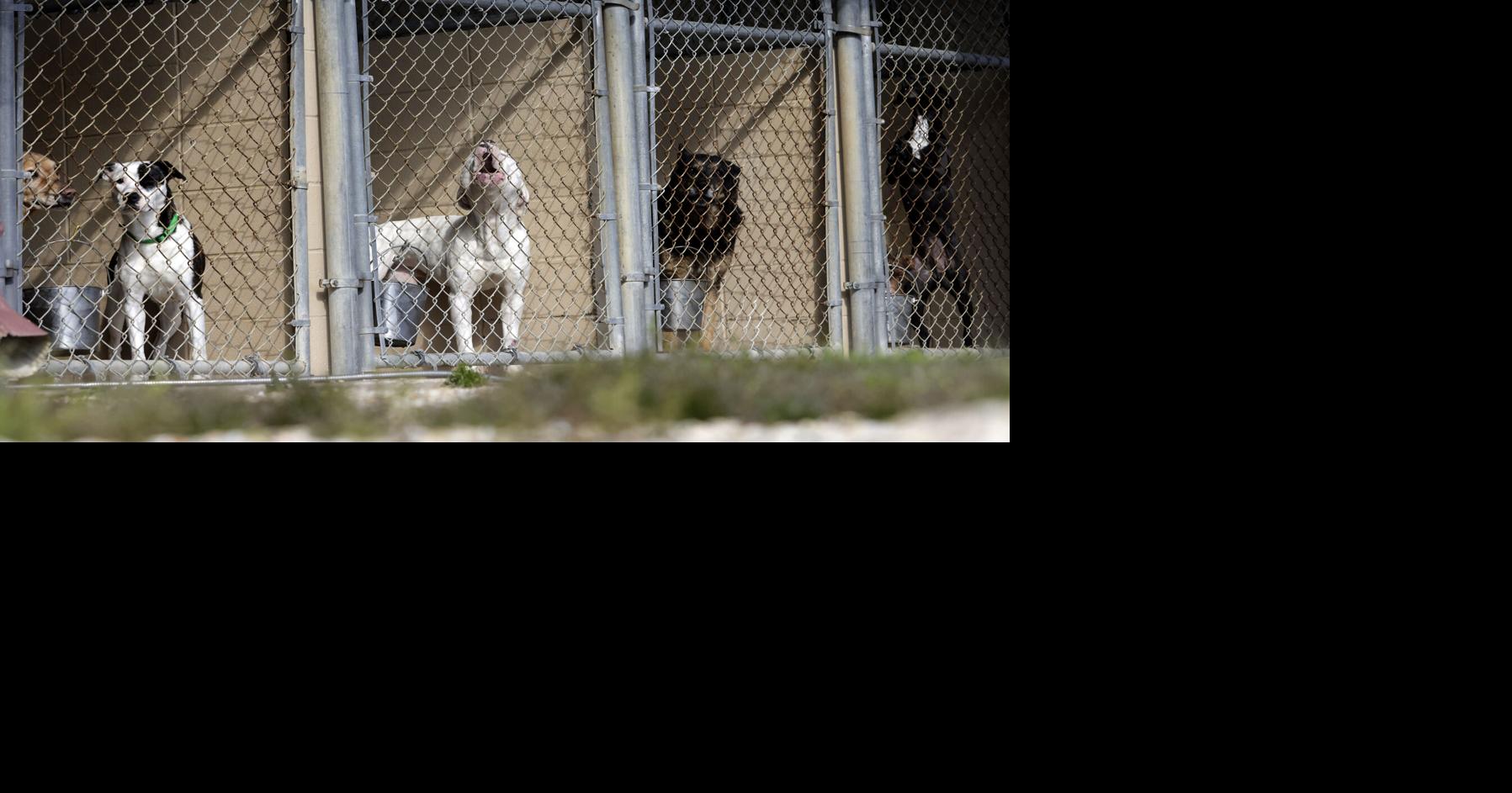 St. Tammany Parish adopts spay and neuter requirements | One Tammany