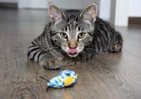 Trainer Proves You Can Teach A Cat Old Dog Tricks Archive Nola Com