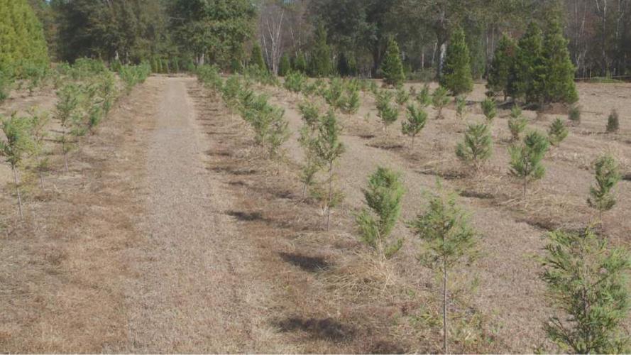 Grinch stole north shore tree farm’s Christmas this year St. Tammany community news