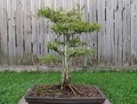 Bonsai Society Set To Auction Off Tiny Trained Trees Home Garden Nola Com