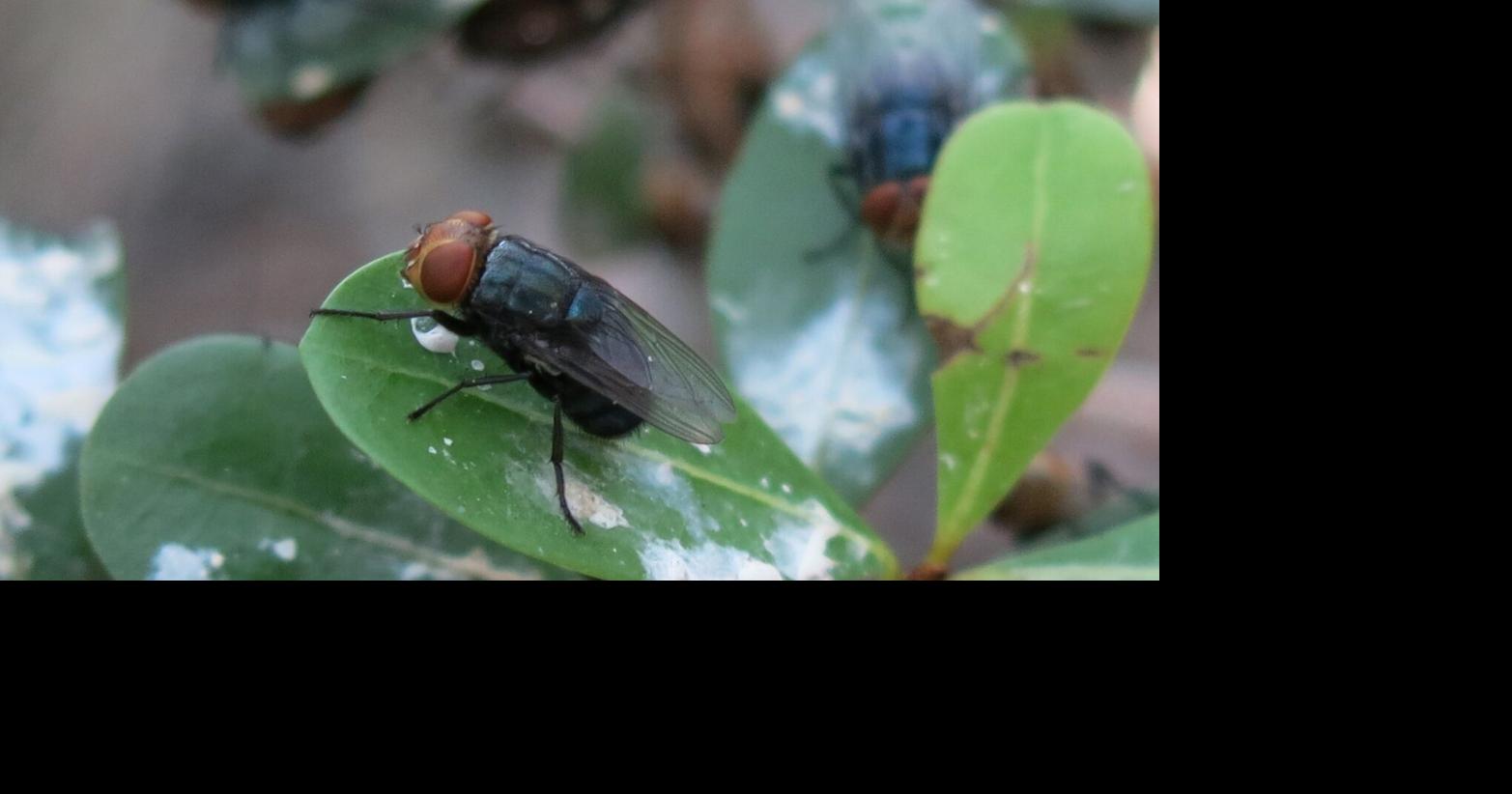 Flesh-eating screwworms are not likely to spread to Louisiana, according to agriculture expert