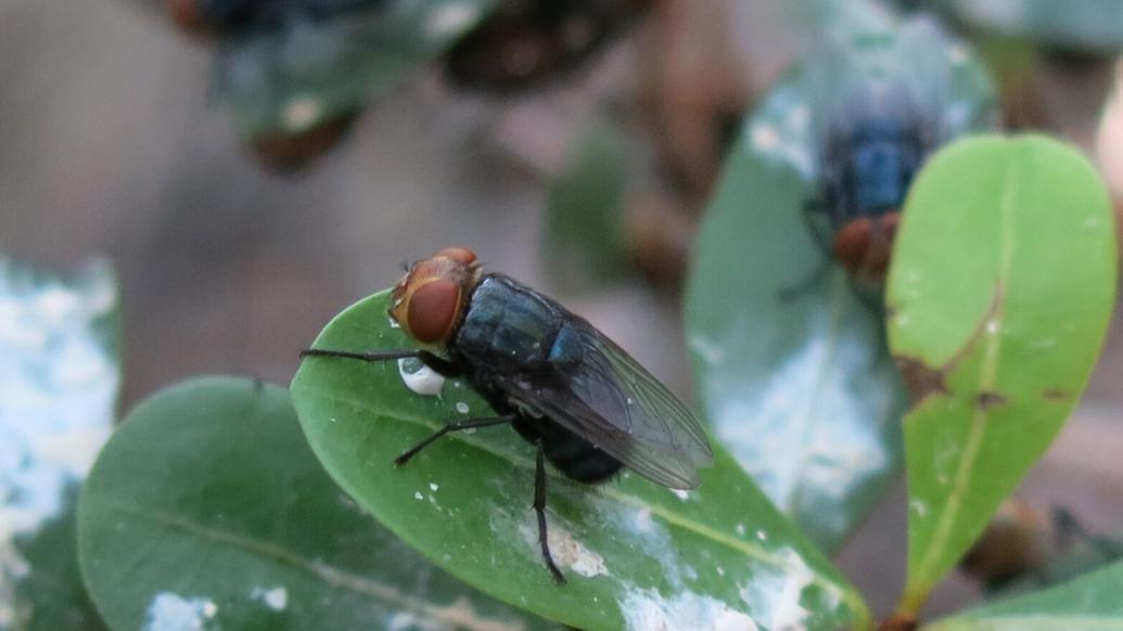 Flesh-eating maggots suspend cattle imports from Mexico | Environment ...