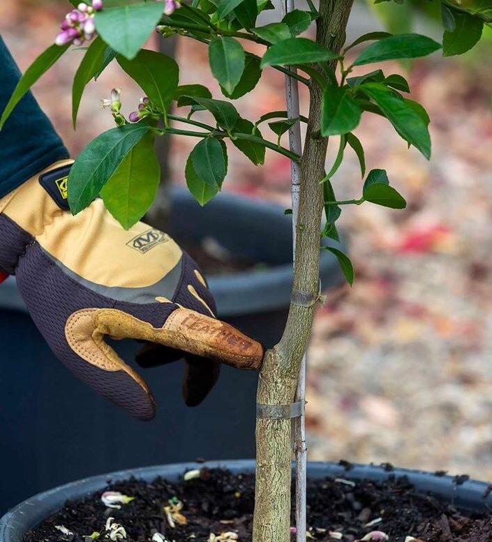 gabi plant Taro Root Vegetable for Planting – High-Yield, Organic Colocasia Bulbs –  Neeraseeds main image 0